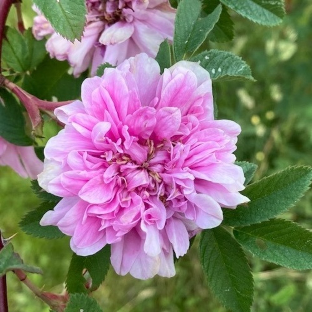 Meet your Posher, Janet